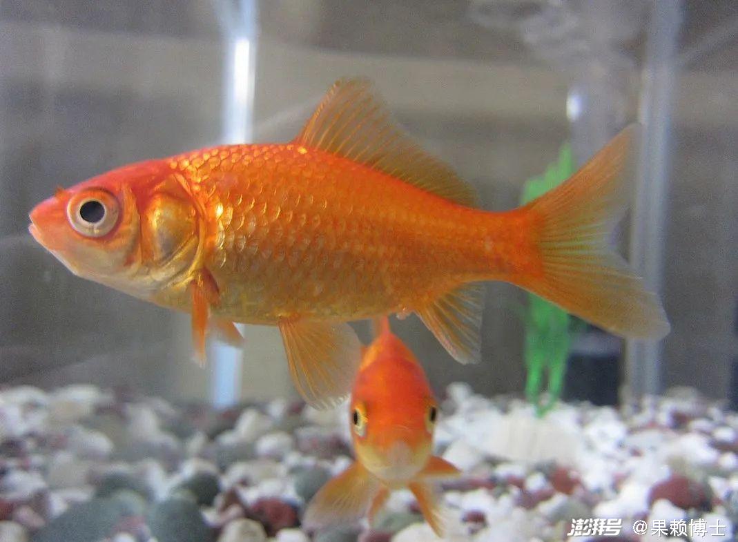 金鱼养殖技巧_金鱼水族箱选择_金鱼饲养中的换水频率