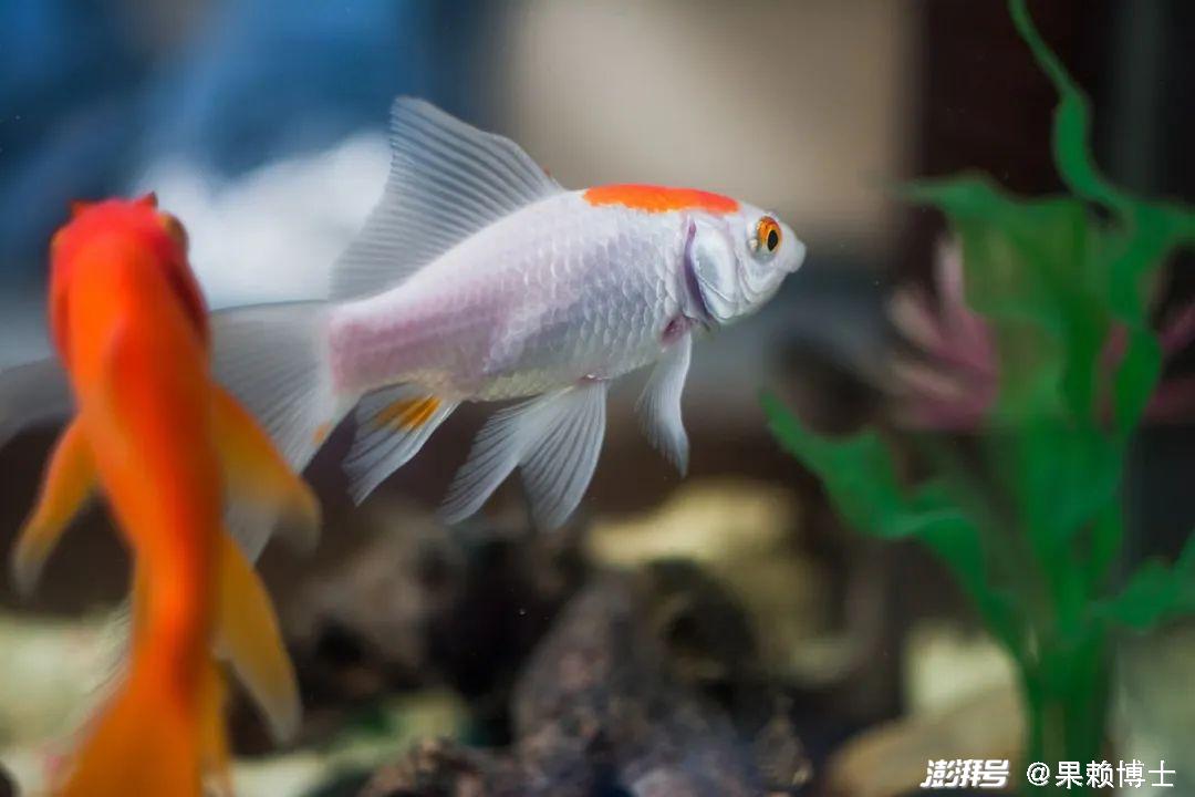 金鱼饲养中的换水频率_金鱼养殖技巧_金鱼水族箱选择