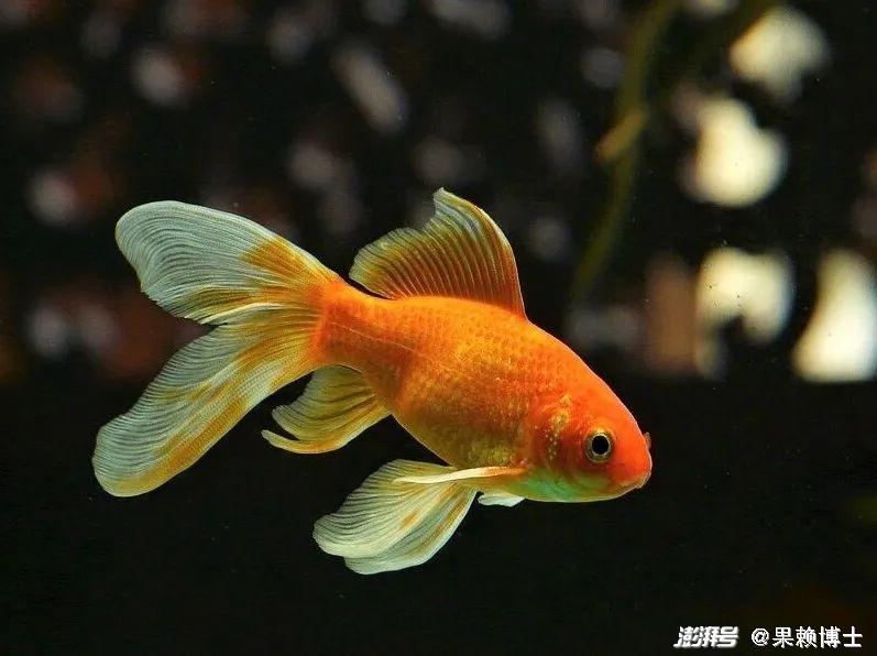 金鱼水族箱选择_金鱼饲养中的换水频率_金鱼养殖技巧