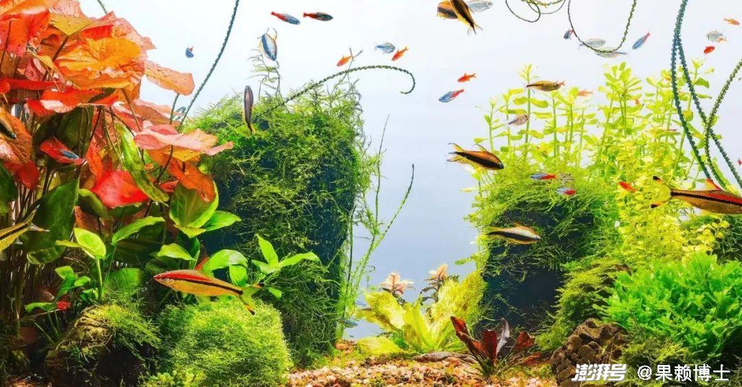 金鱼饲养中的换水频率_金鱼养殖技巧_金鱼水族箱选择