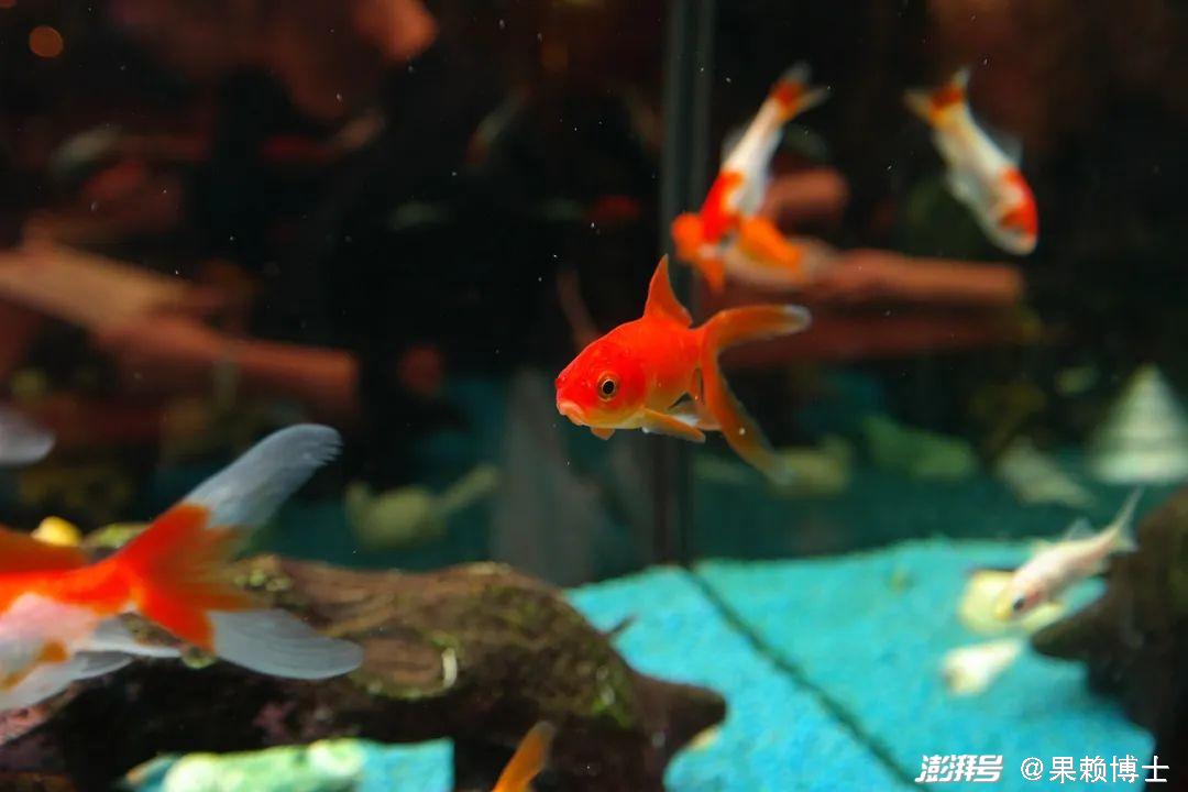 金鱼养殖技巧_金鱼水族箱选择_金鱼饲养中的换水频率