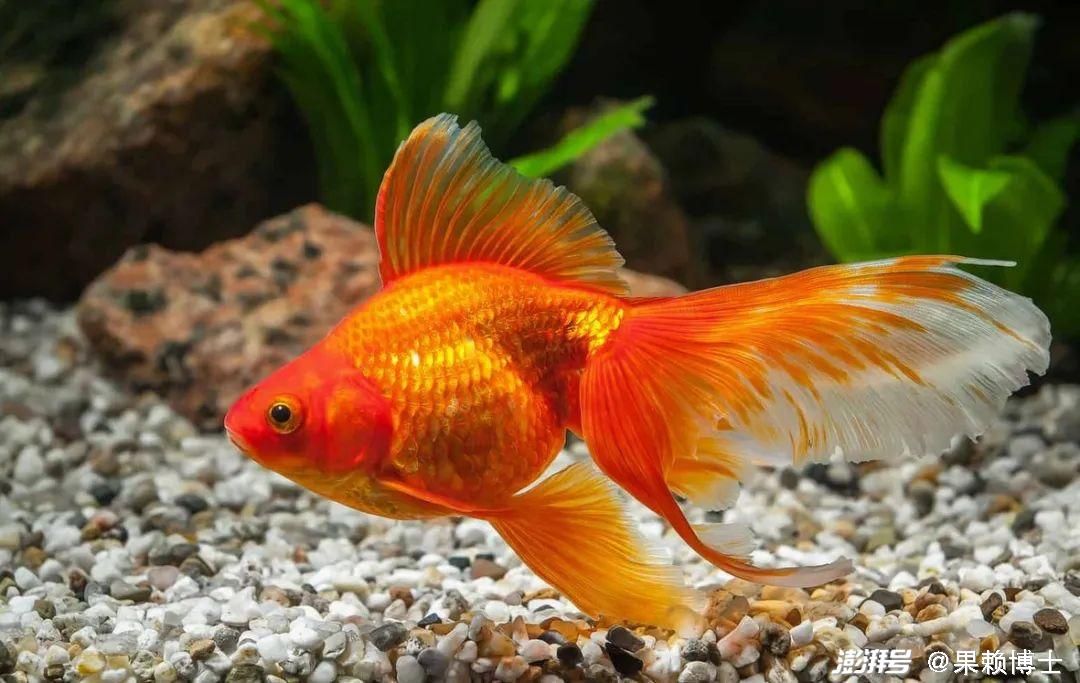 金鱼养殖技巧_金鱼水族箱选择_金鱼饲养中的换水频率