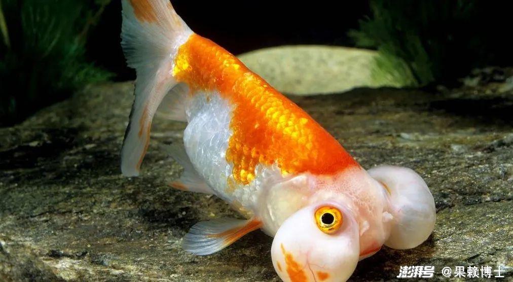 金鱼饲养中的换水频率_金鱼水族箱选择_金鱼养殖技巧