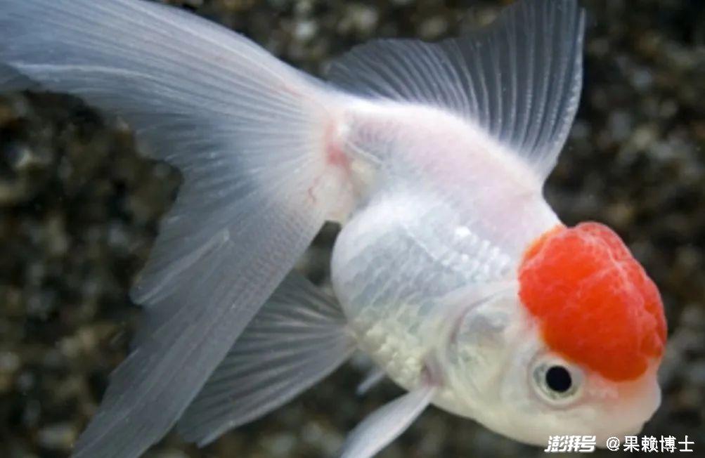 金鱼养殖技巧_金鱼饲养中的换水频率_金鱼水族箱选择