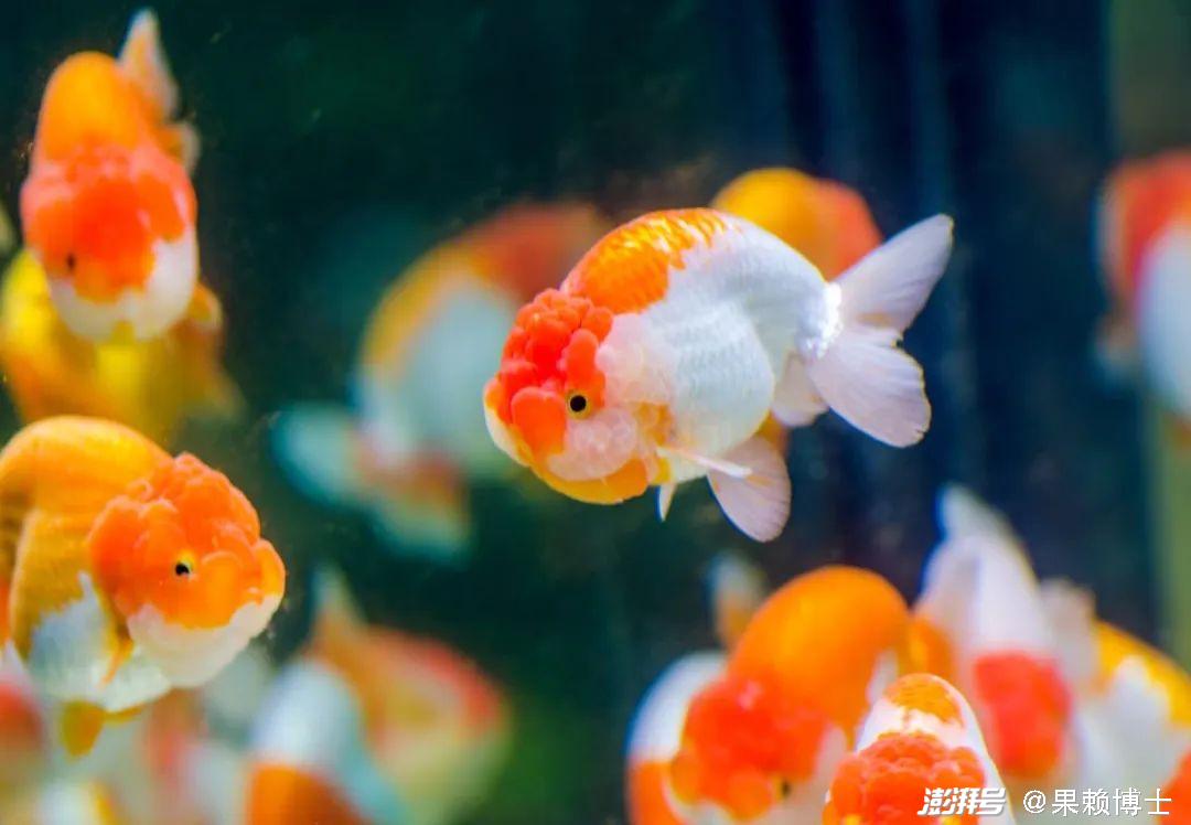 金鱼水族箱选择_金鱼饲养中的换水频率_金鱼养殖技巧