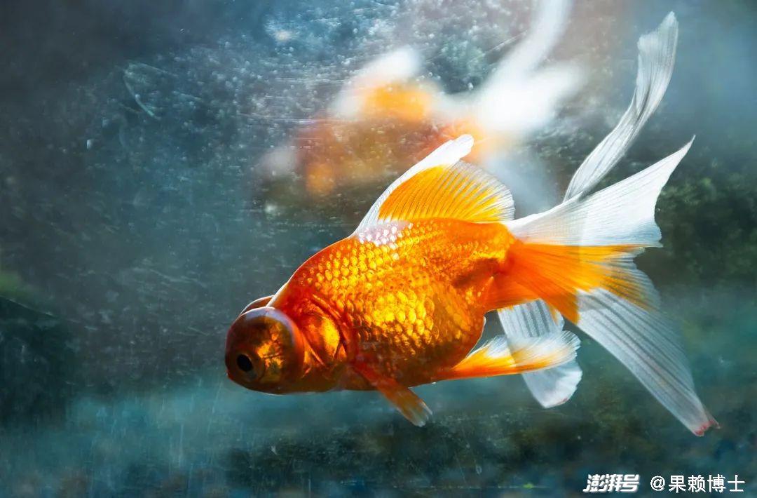 金鱼养殖技巧_金鱼水族箱选择_金鱼饲养中的换水频率