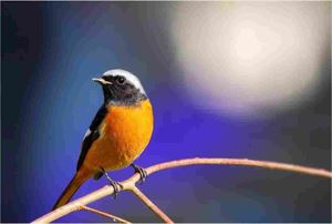 几个你该知道的入门打鸟技巧-派特超人-宠物