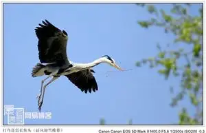 鸟类摄影知识与技巧-派特超人-宠物