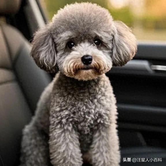 这4种错误喂狗方式,正在伤害你家毛孩子!你中招了吗?-派特超人-宠物