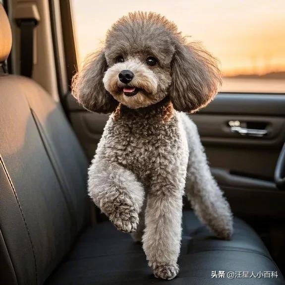 狗狗少食多餐_狗狗错误喂食方式_狗狗口臭严重？牙结石和口腔疾病的解决之道