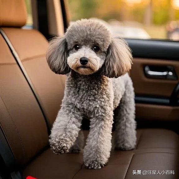 狗狗少食多餐_狗狗口臭严重？牙结石和口腔疾病的解决之道_狗狗错误喂食方式