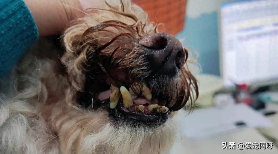 做好以下三点,就能预防狗狗牙结石-派特超人-宠物