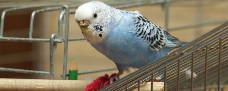 虎皮鹦鹉一只养得活吗-派特超人-宠物