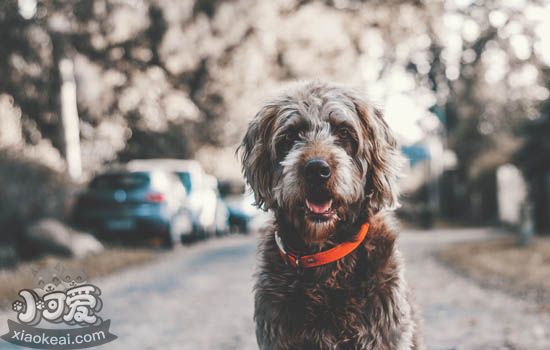 老年犬常见疾病 狗狗的老年病-派特超人-宠物