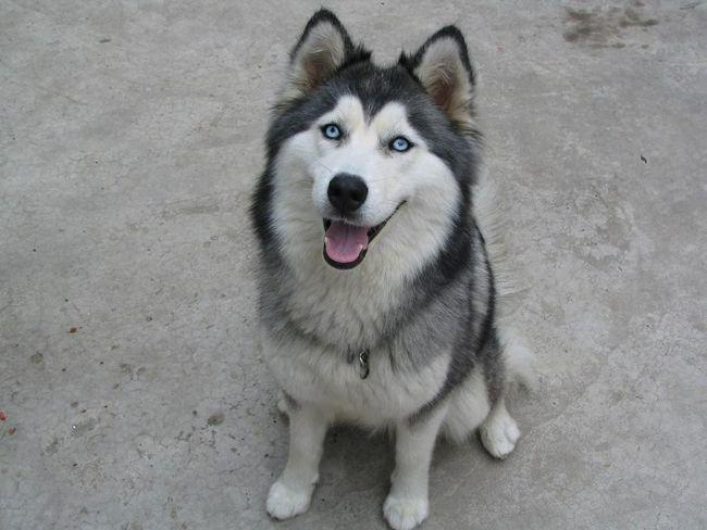 自己是新手,想问一下哈士奇洗澡后怎么护理呢?-派特超人-宠物