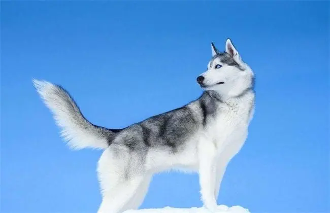 老年犬洗澡后的毛发保湿_狗狗洗澡后毛巾擦干方法_狗狗洗澡后吹风机使用注意事项