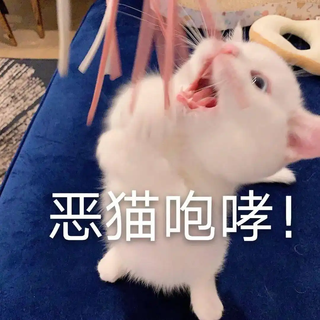 再一次劝告:太多人养猫后,出现这几种“病”,要警惕!-派特超人-宠物