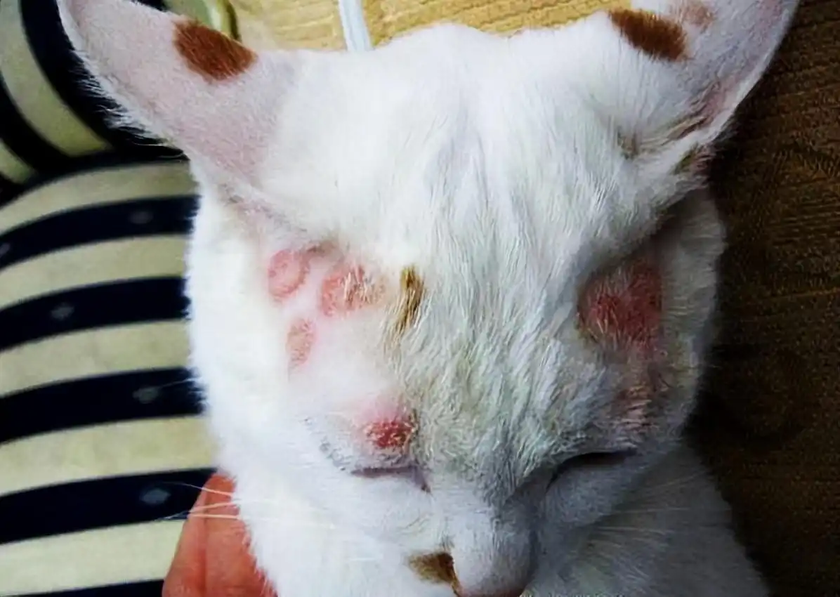 养猫皮肤病预防_猫咪足癣：人猫共患的皮肤疾病_养猫相思病原因