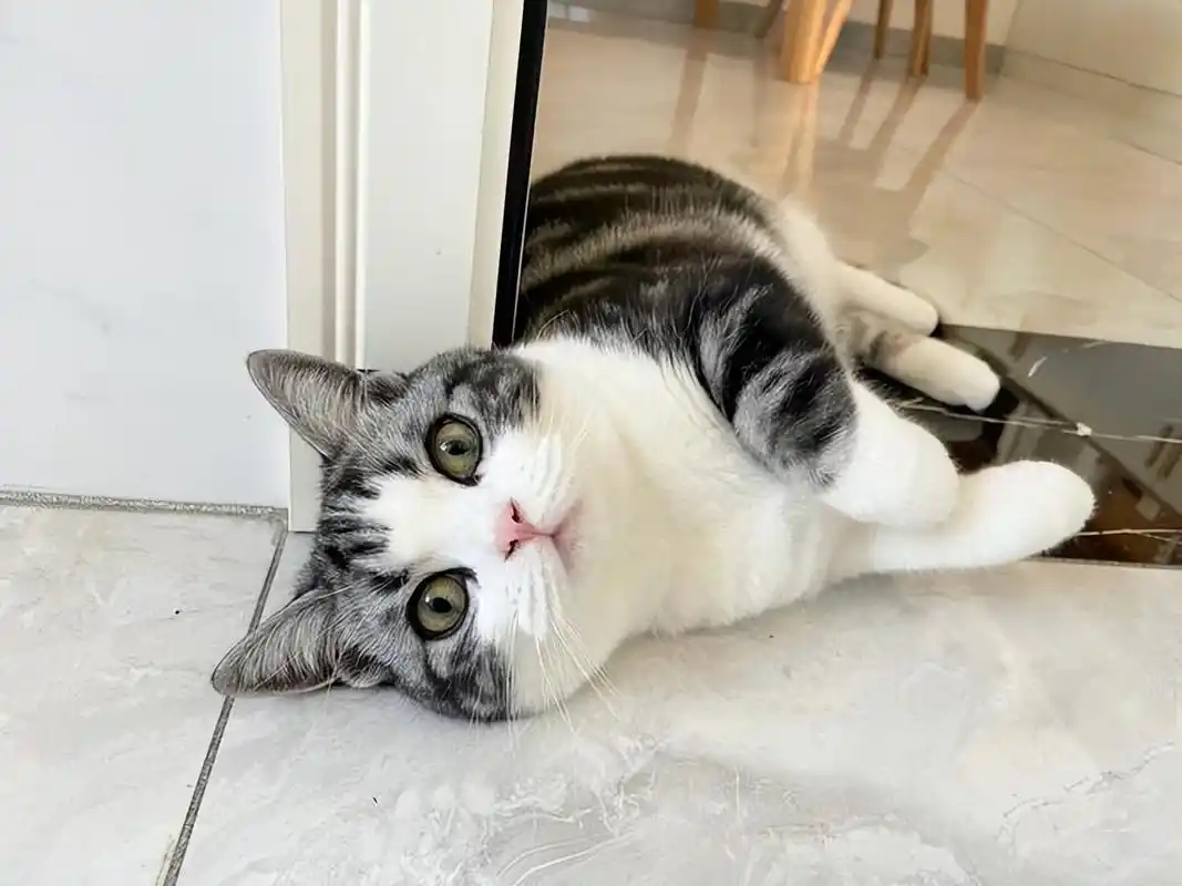 猫咪足癣：人猫共患的皮肤疾病_养猫相思病原因_养猫皮肤病预防