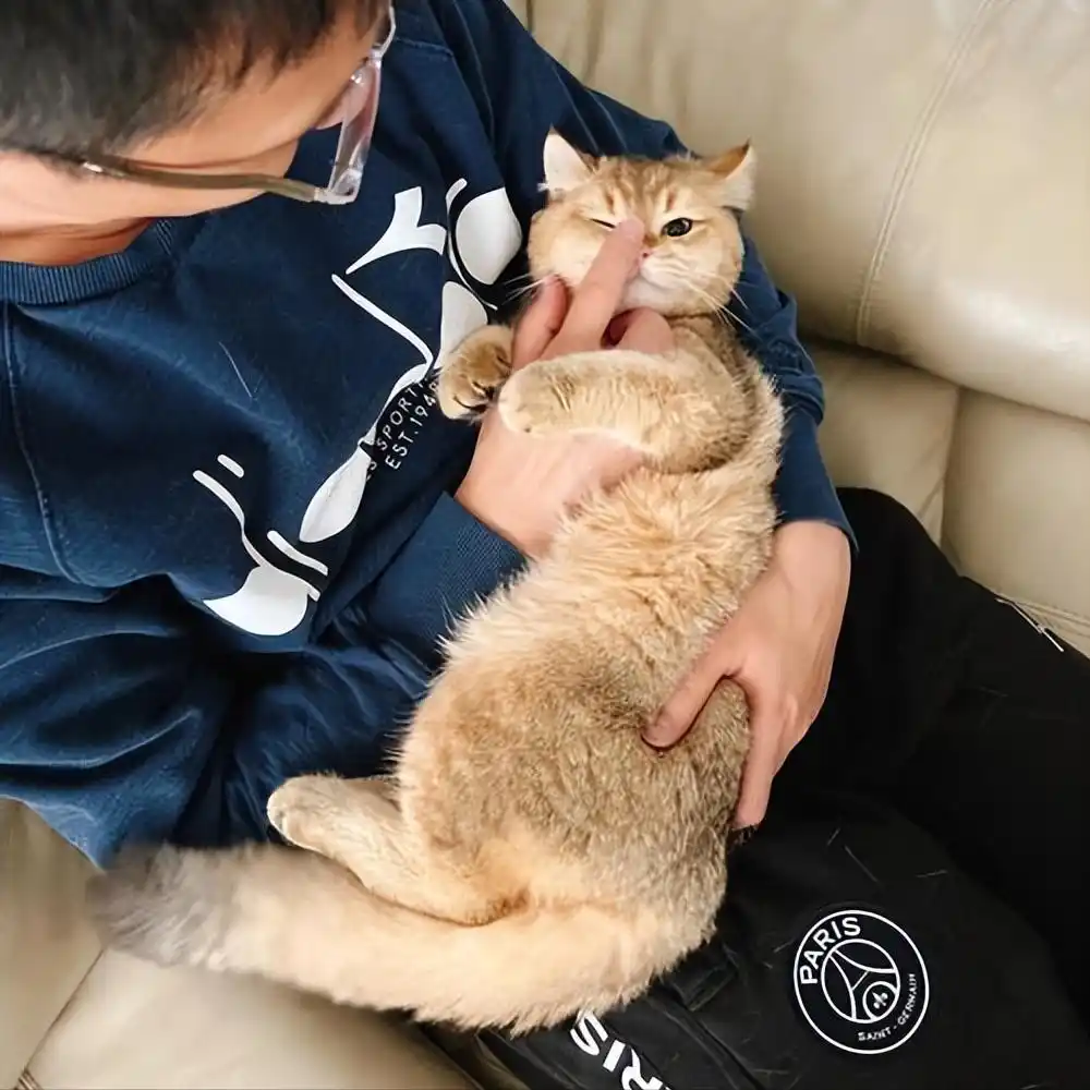 猫咪足癣：人猫共患的皮肤疾病_养猫皮肤病预防_养猫相思病原因