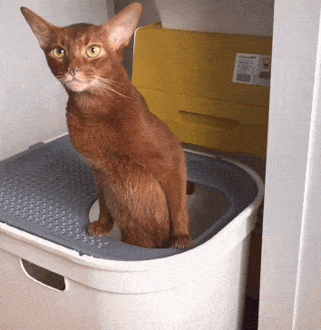 养猫皮肤病预防_养猫相思病原因_猫咪足癣：人猫共患的皮肤疾病