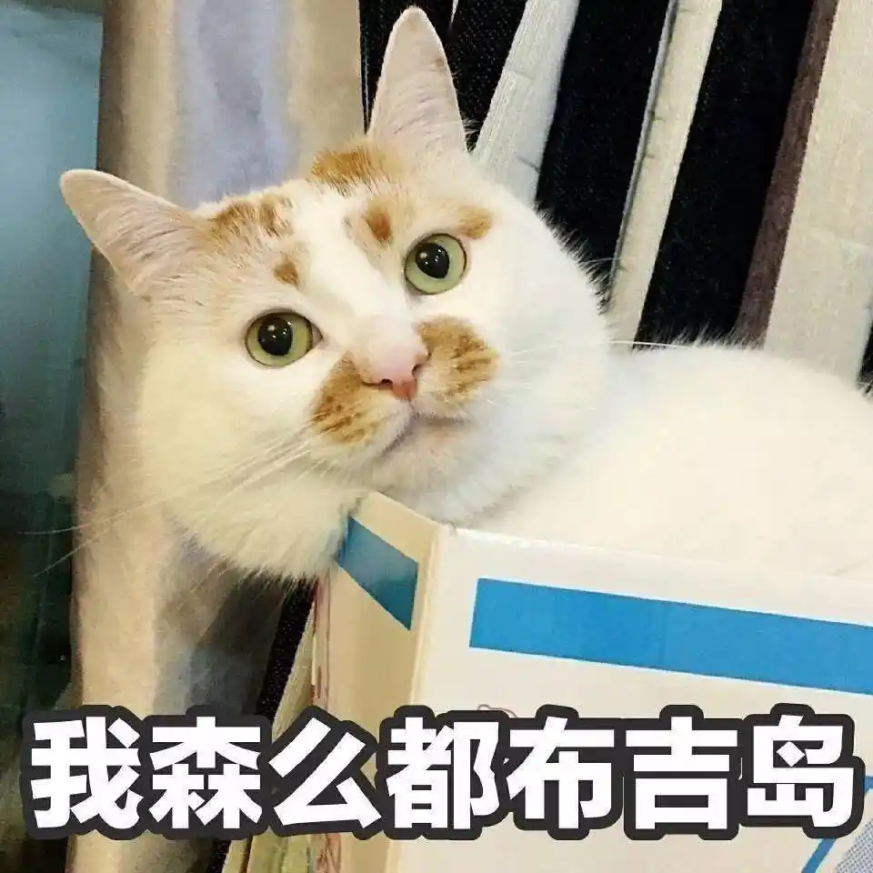 养猫皮肤病预防_猫咪足癣：人猫共患的皮肤疾病_养猫相思病原因