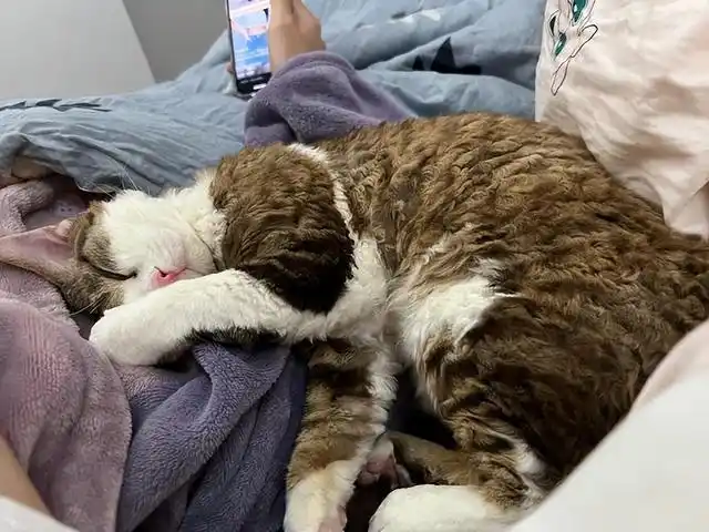 养猫相思病原因_猫咪足癣：人猫共患的皮肤疾病_养猫皮肤病预防
