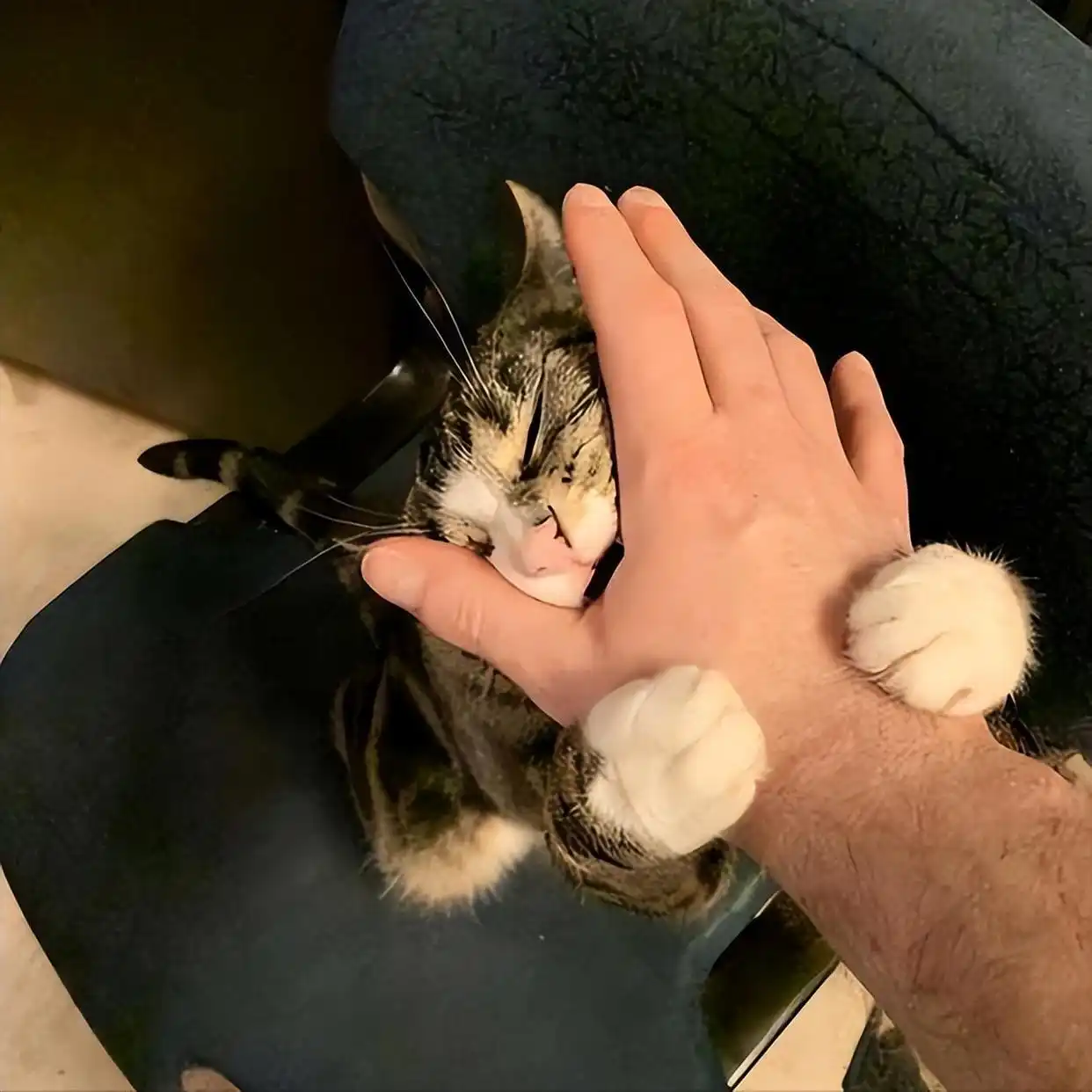 养猫相思病原因_养猫皮肤病预防_猫咪足癣：人猫共患的皮肤疾病