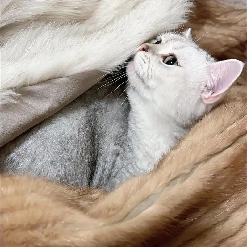 猫咪足癣：人猫共患的皮肤疾病_养猫相思病原因_养猫皮肤病预防
