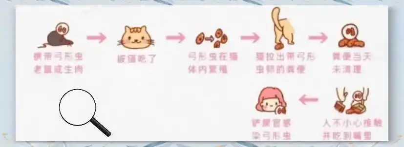 猫咪足癣：人猫共患的皮肤疾病_人猫共患病 预防措施 猫藓传播途径
