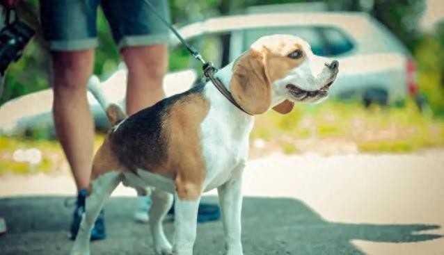 狗狗突然“摆烂”,不吃饭、不爱玩,连出门都怕?小心,它可能在“emo”求救!-派特超人-宠物