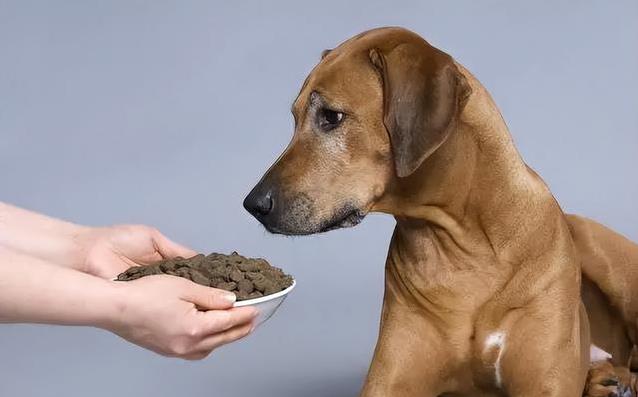 狗狗抑郁症状_狗狗皮肤发黑？内分泌失调的应对_狗狗情绪变化原因