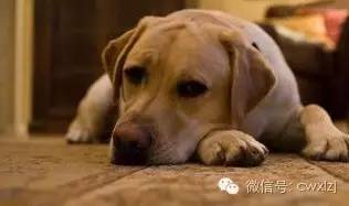 狗问主人,为什么你每天山珍海味,我却只有狗粮?-派特超人-宠物