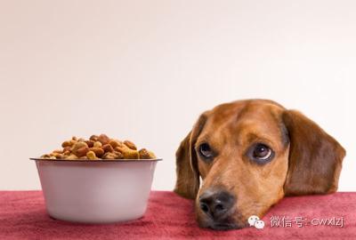 狗狗口臭严重？牙结石和口腔疾病的解决之道_狗狗不吃狗粮原因_狗狗饮食狗粮好处