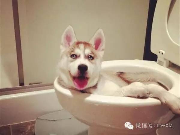 狗狗饮食狗粮好处_狗狗不吃狗粮原因_狗狗口臭严重？牙结石和口腔疾病的解决之道