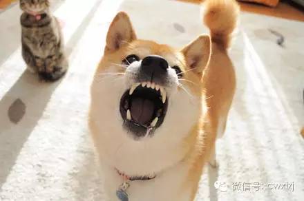 狗狗口臭严重？牙结石和口腔疾病的解决之道_狗狗不吃狗粮原因_狗狗饮食狗粮好处