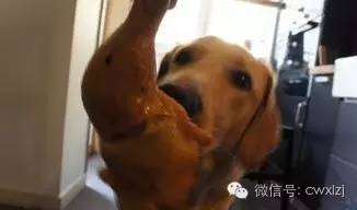 狗狗不吃狗粮原因_狗狗饮食狗粮好处_狗狗口臭严重？牙结石和口腔疾病的解决之道