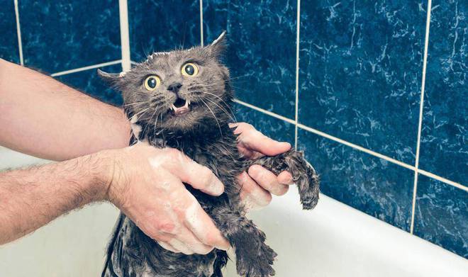 猫咪洗澡剧烈反抗抓伤人?如何制定适合喵星人的洗澡战术?-派特超人-宠物