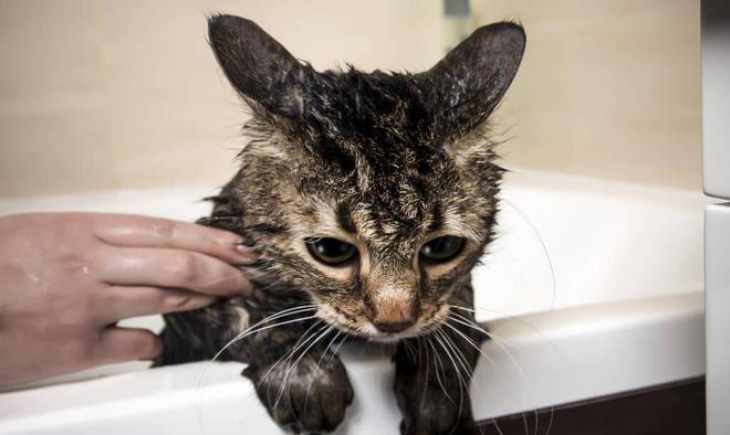 猫咪洗澡技巧_猫咪洗澡不配合怎么办_猫咪洗澡不抓人的训练方法