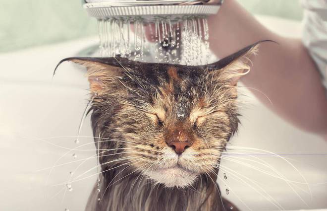 猫咪洗澡不配合怎么办_猫咪洗澡技巧_猫咪洗澡不抓人的训练方法