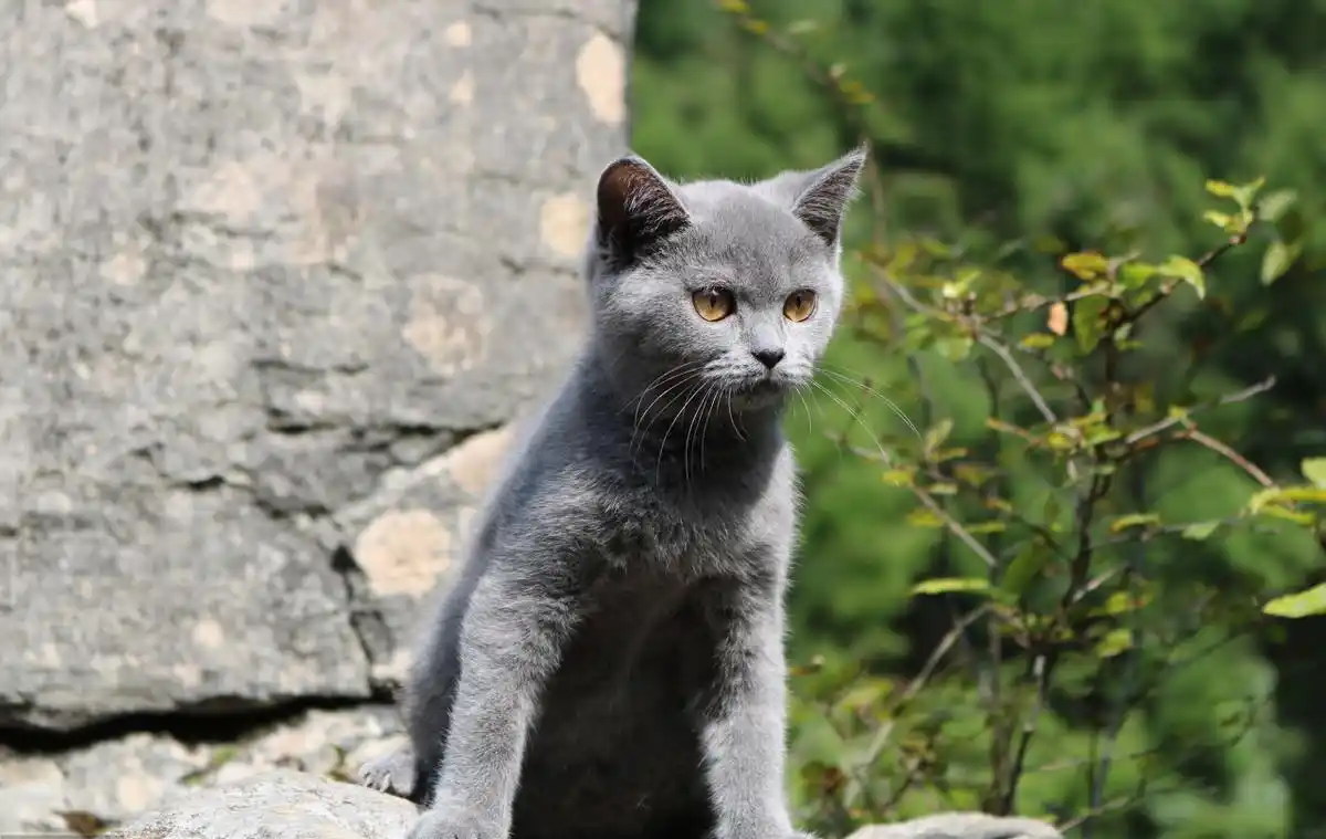 带猫去体检,猫很健康,却发现主人得了猫藓,咋回事?-派特超人-宠物