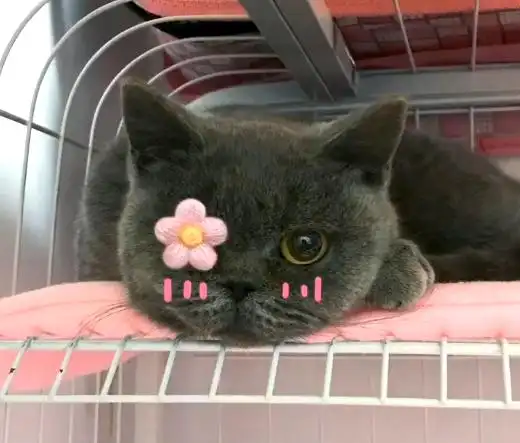 猫藓人畜共患病 铲屎官得猫藓 流浪猫传染猫藓_猫咪足癣：人猫共患的皮肤疾病