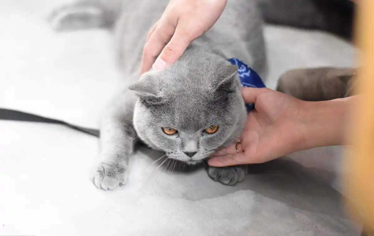 猫咪足癣：人猫共患的皮肤疾病_猫藓人畜共患病 铲屎官得猫藓 流浪猫传染猫藓