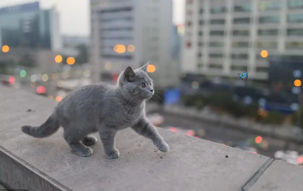 猫咪足癣：人猫共患的皮肤疾病_猫藓人畜共患病 铲屎官得猫藓 流浪猫传染猫藓