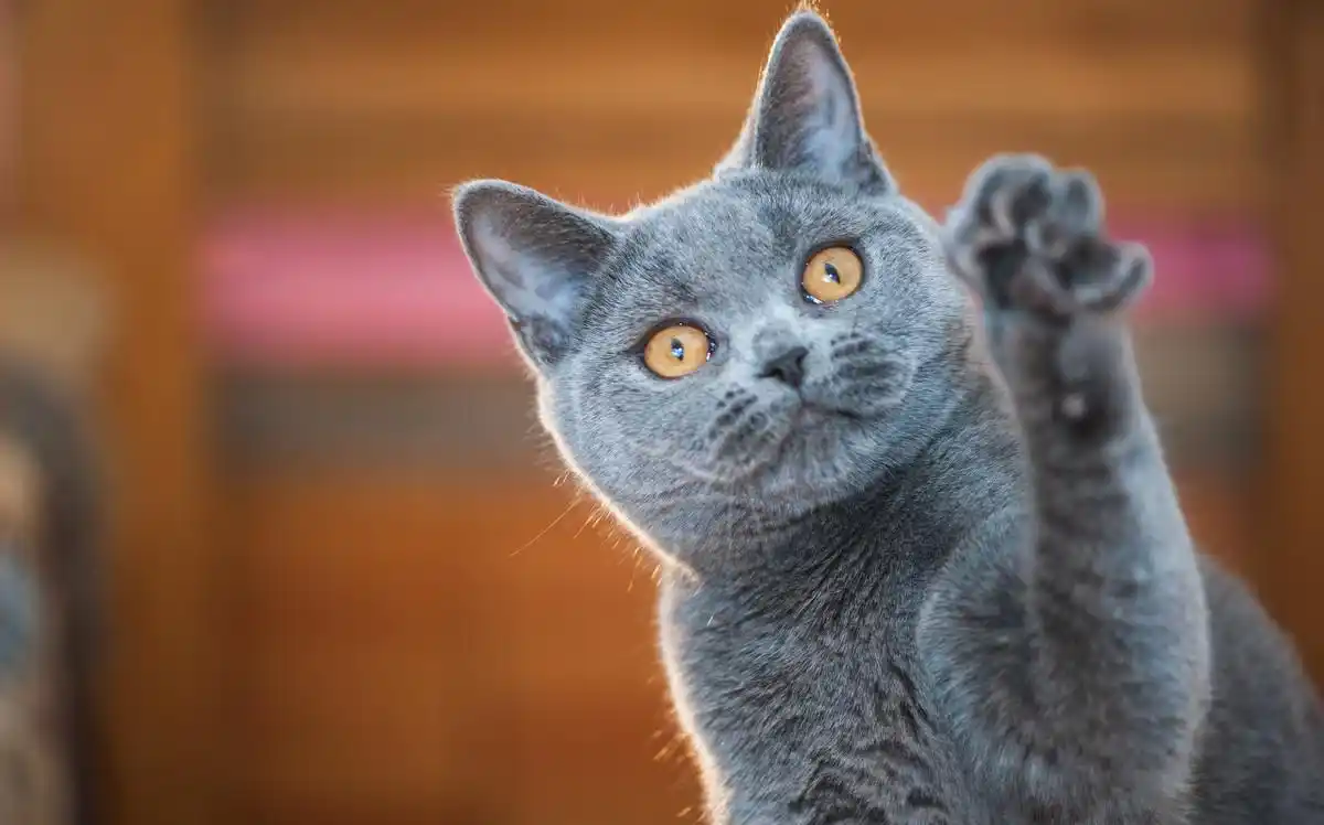 猫藓人畜共患病 铲屎官得猫藓 流浪猫传染猫藓_猫咪足癣：人猫共患的皮肤疾病