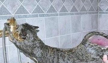 猫怕水原因_猫咪洗澡不抓人的训练方法_猫咪洗澡不配合