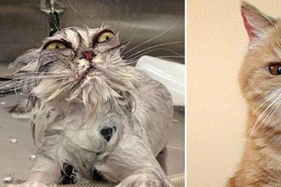 猫咪洗澡不抓人的训练方法_猫怕水原因_猫咪洗澡不配合