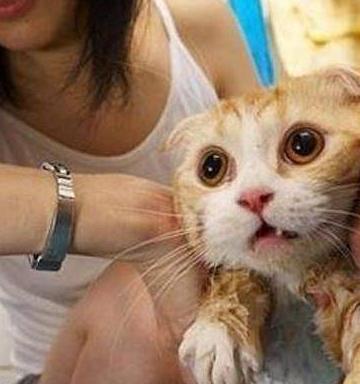 猫怕水原因_猫咪洗澡不抓人的训练方法_猫咪洗澡不配合