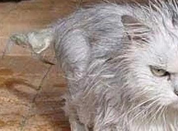 猫咪洗澡不配合_猫咪洗澡不抓人的训练方法_猫怕水原因