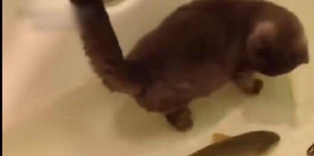猫咪洗澡不配合_猫怕水原因_猫咪洗澡不抓人的训练方法